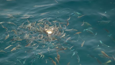 Herden-Von-Wildfischen,-Die-Ein-Pizzastück-Im-Kristallklaren-Blauen-Wasser-Vor-Kroatien-Essen