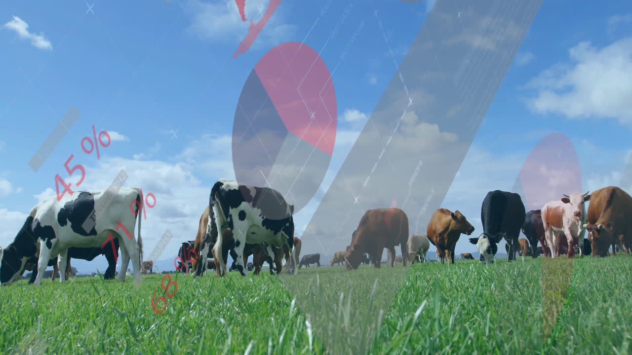 Animated data graphics overlaying scene with cows grazing in field