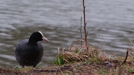 cerrar la vista de televisión del pájaro focha negra parado en la orilla junto a un estanque