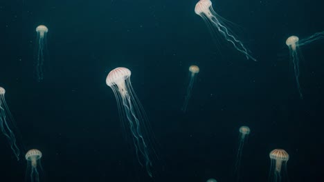 mesmerizing underwater dance: a spectacular view of graceful jellyfish gliding through the dark depths of the ocean, capturing nature's serene beauty and elegance