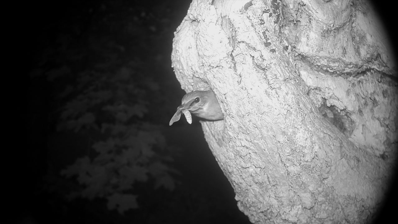 European Pied Flycatcher (Ficedula hypoleuca) at Nest Hole in Old Tree Trunk at Night. Estonia.