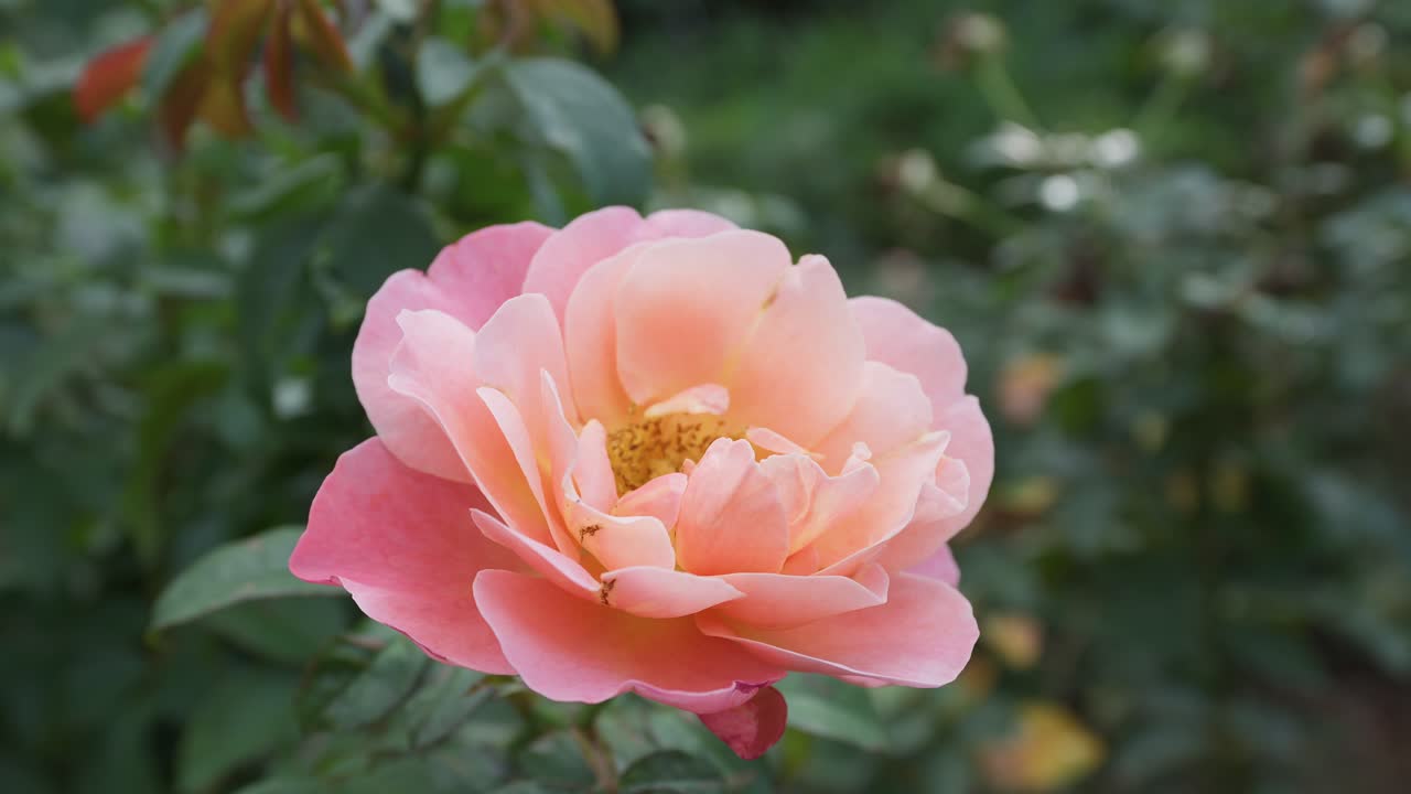 Close-up of a single vibrant rose with peach-to-pink petals and dark, blurred foliage