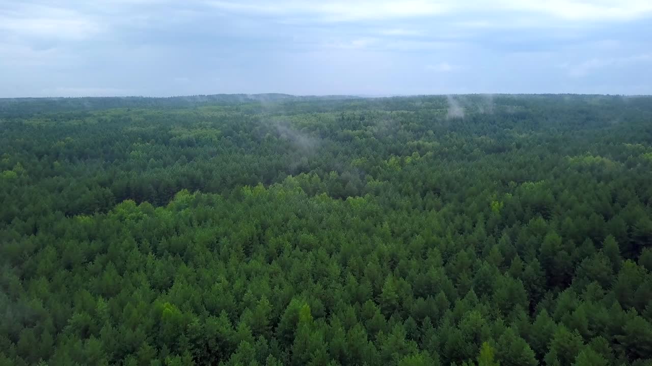 위쪽의 안개 숲