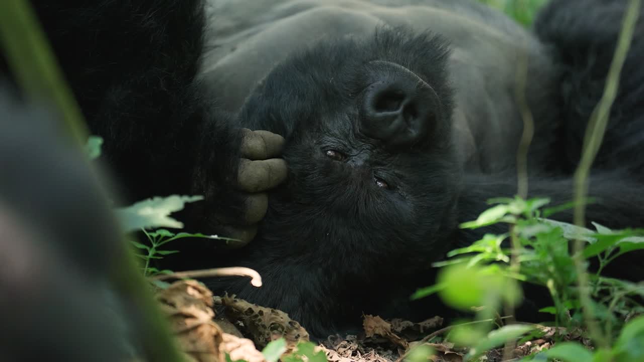 gorilla sdraiato a terra