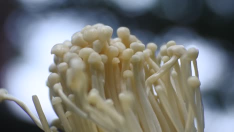 Bunch-of-mushrooms-grows-on-a-blue-background