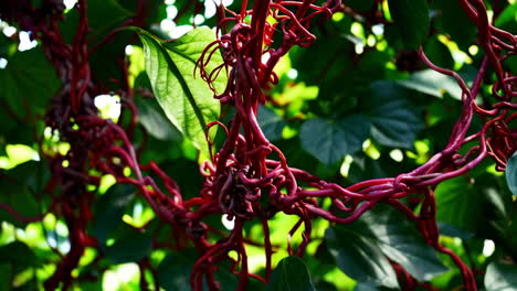 red vines and lush green foliage