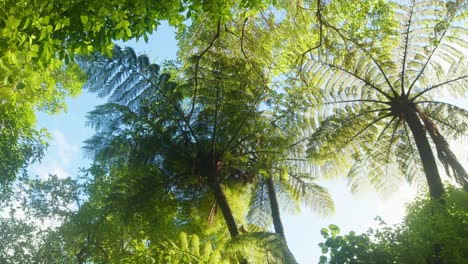 A low angle panning shot from beneath two large Mamaku ferns with bright sunlight and blue sky