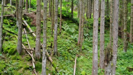 Pedestal-shot-of-tree-trunks-in-magical-ancient-forest