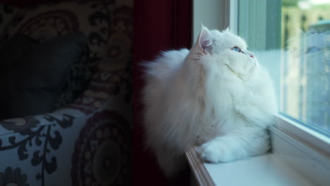 Fluffy-white-Persian-cat-sits-in-window