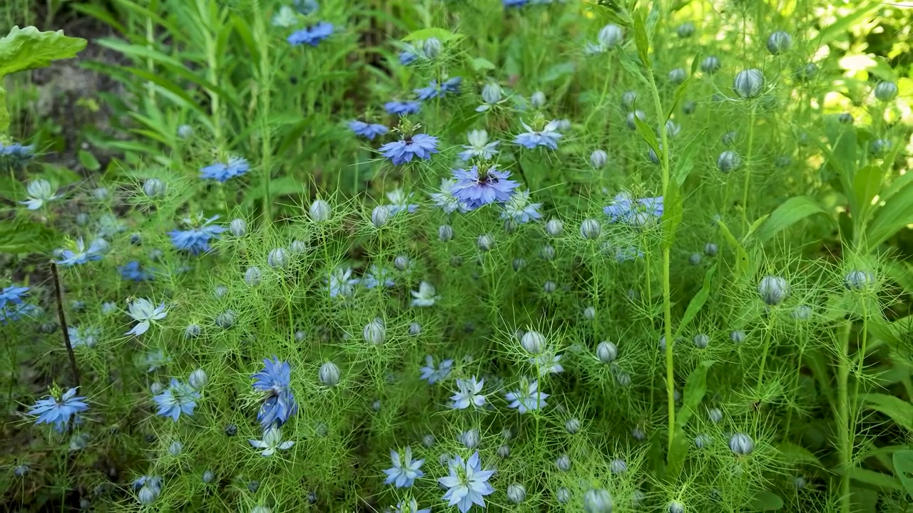 Nærbillede af blå jomfru i det grønne blomster, der svajer blidt i naturligt sommersolskin