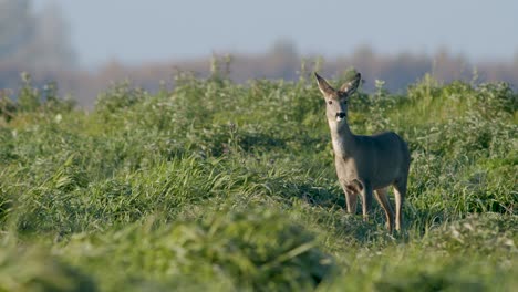 Common-wild-roe-deer-perfect-closeup-on-meadow-pasture-autumn-golden-hour-light