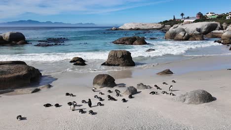 boulders beach at cape town in south africa. penguin colony scene. wild animals. beach landscape. boulders beach at cape town in south africa. seascape view. wildlife marine animal.