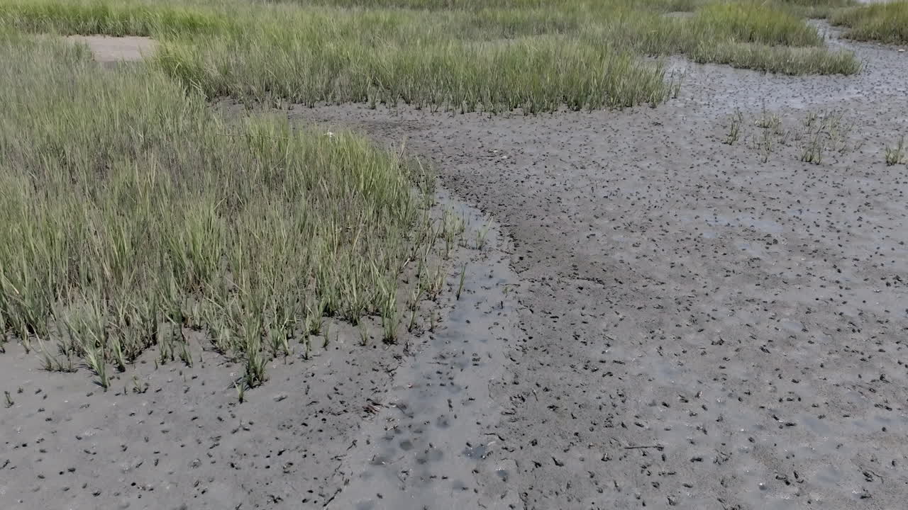Close-up view of soft, rippled mud with thousands of crab tracks, showing tidal flat texture and saltgrass poking through silty edges