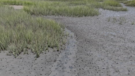 close-up view of soft, rippled mud with thousands of crab tracks, showing tidal flat texture and saltgrass poking through silty edges