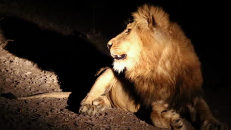 yawning lion lit by spotlight surrounded by darkness