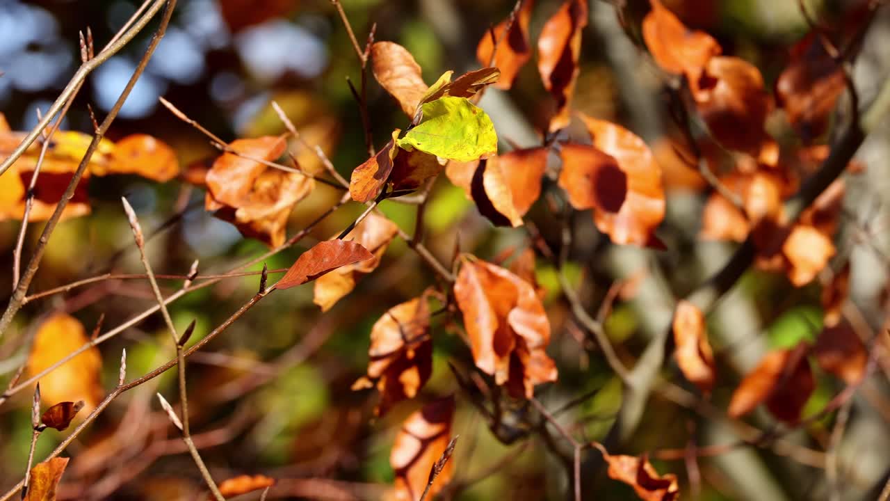 다채로운 자연의 클로즈업, 가을 공원 숲의 나무에 평온한 황금 가을 잎