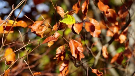 Primer-Plano-De-La-Naturaleza-Colorida,-Tranquilas-Hojas-Doradas-De-Otoño-En-El-árbol-En-El-Bosque-Del-Parque-Otoñal