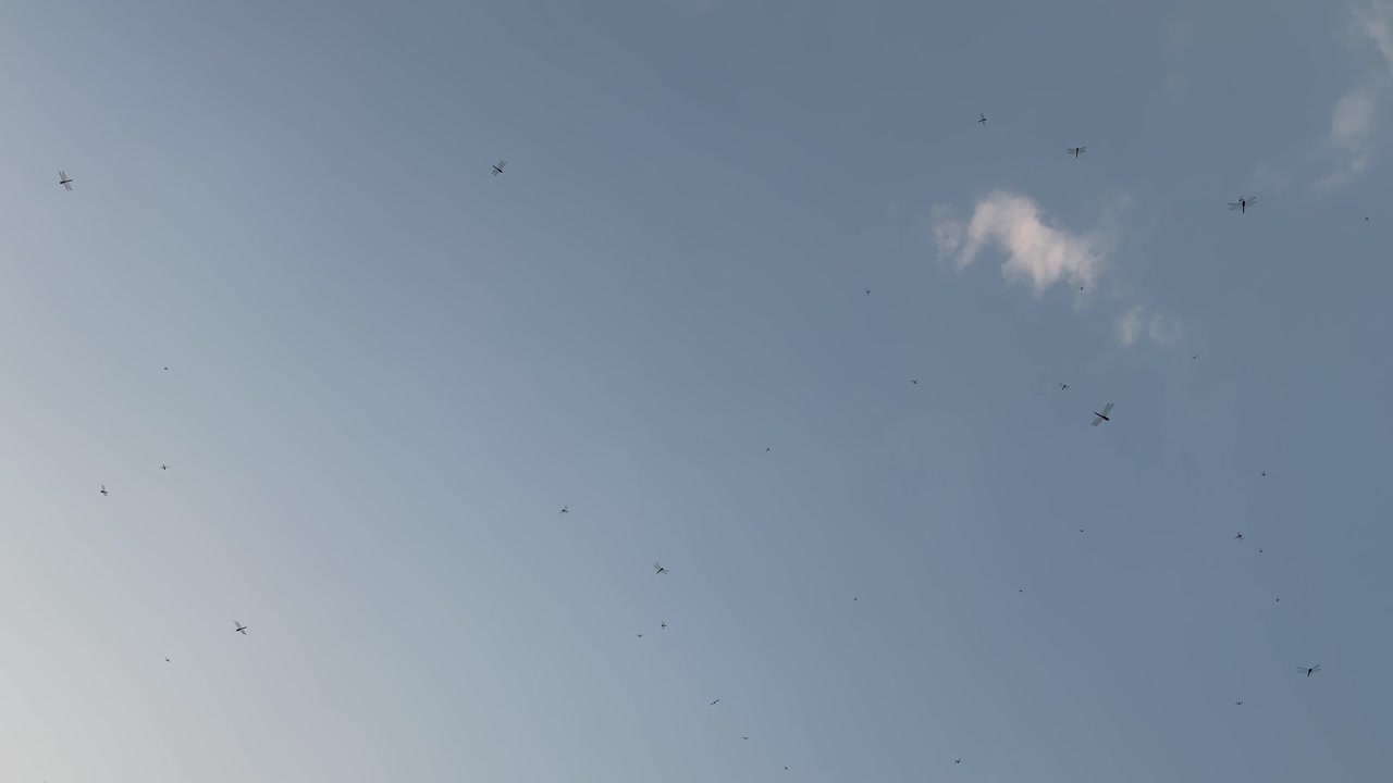 드래곤플라이가 하늘을 향해 자유롭게 날아다니고 있습니다.