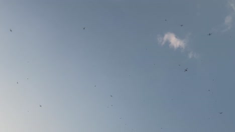 libélulas volando libremente contra el cielo. vista hacia arriba