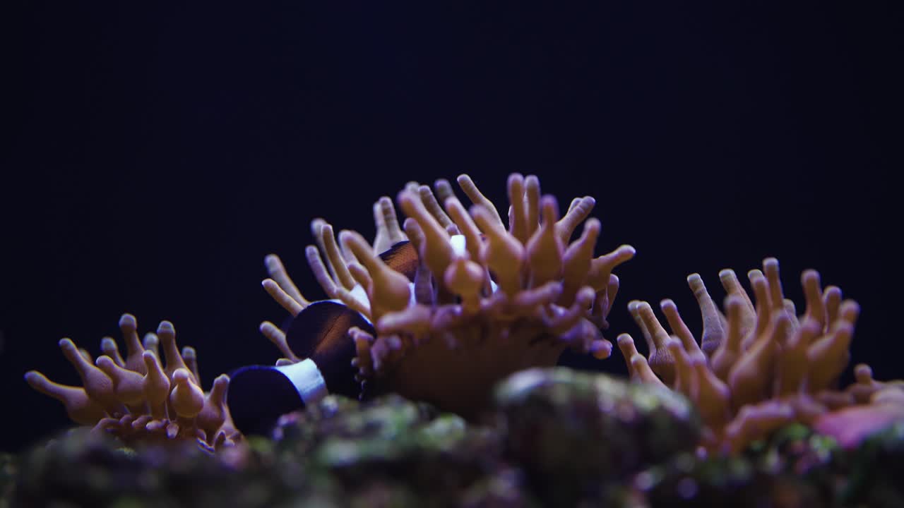 el pez payaso está limpiando anémonas en el acuario tropical