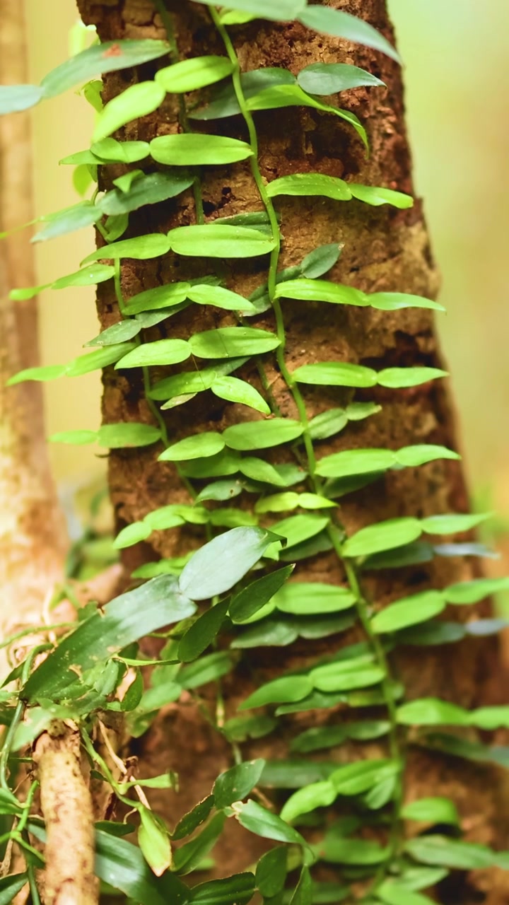 Gros plan d'une vigne grimpant sur un tronc d'arbre à Dorrigo, mettant en valeur des feuilles d'un vert éclatant sous la lumière naturelle.