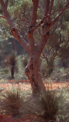 un gran tronco de árbol con ramas y hojas que crecen en un entorno desértico