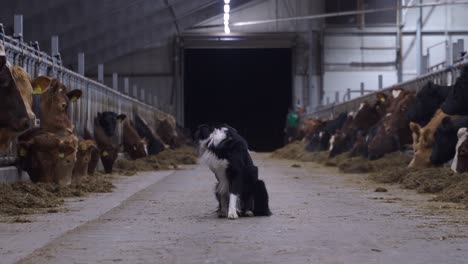 Border-Collie-Beobachtet-Herde-Von-Kuhochsen-In-Einer-Großen-Scheunenhalle-In-Norwegen