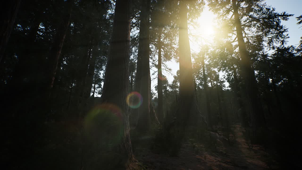 sequoia gigantes en verano en el parque nacional de sequoia, california