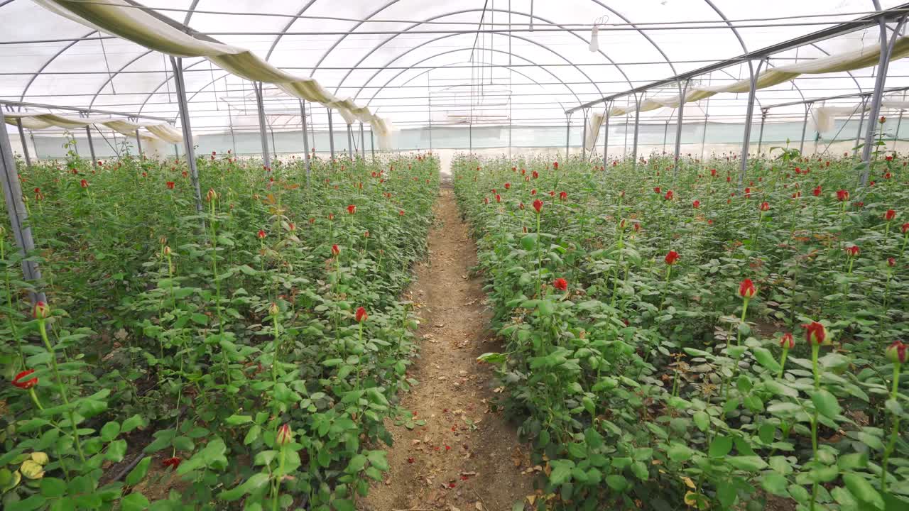 ⁇ 은 장미 씨 ⁇ 입니다.