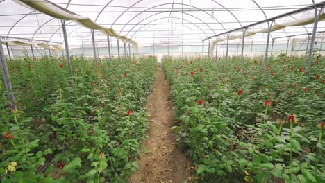 plántulas de rosas rojas.