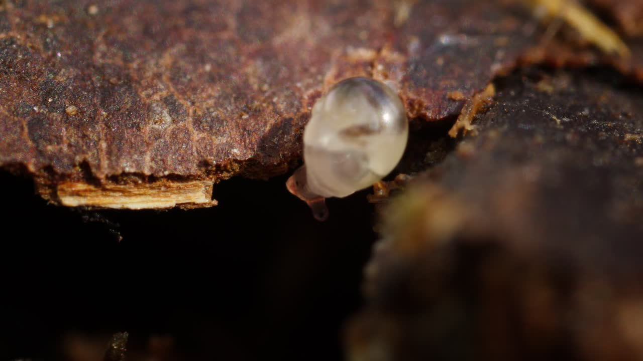 fotografía macro de un pequeño caracol que se arrastra a través de la corteza de un árbol