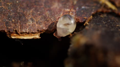 Macro-shot-of-a-tiny-snail-crawling-across-tree-bark