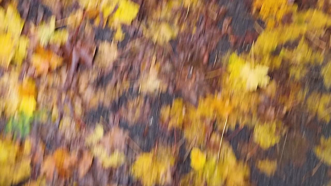un paseo rápido por la alfombra de hojas de otoño
