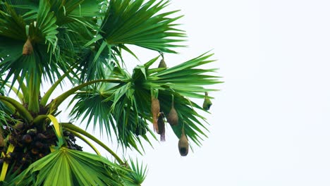 A-Scene-Of-Weaver-Birds-Nesting-At-Asian-Palmyra-Palm-Tree-In-Rural-Of-Bangladesh