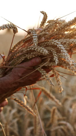 beautiful bunch of ripe wheat ears in the hands of old farmer. dry field at sunset at blurred backdrop. vertical video