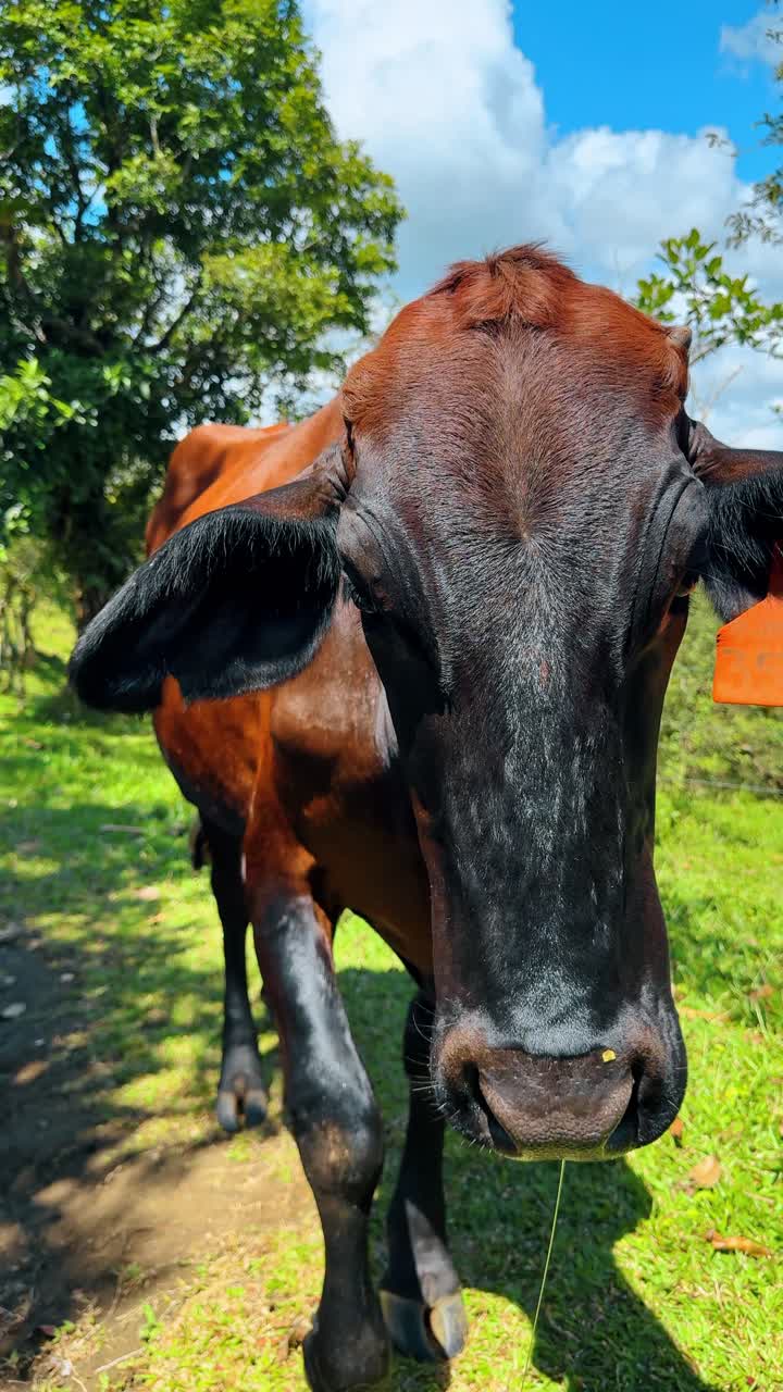 Close-up sapi cokelat dengan penanda telinga oranye di padang rumput. Potret sapi cokelat dengan penanda identifikasi 354 di ladang hijau di bawah langit biru di Kosta Rika