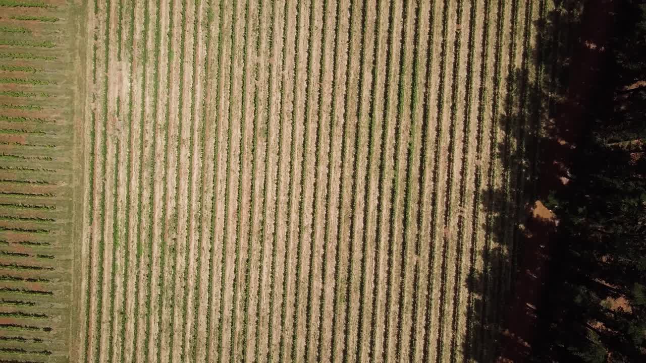 vista de pájaro sobre la bodega en constantia, ciudad del cabo, sudáfrica - toma de avión no tripulado