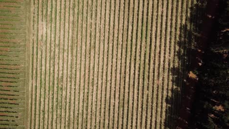vista de pájaro sobre la bodega en constantia, ciudad del cabo, sudáfrica - toma de avión no tripulado