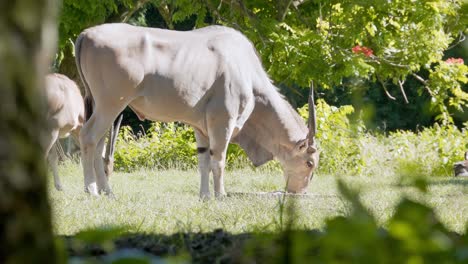 maravillosa toma de dos elands del cabo comiendo en su área en el zoológico