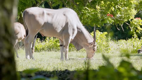 wonderful shot of two cape elands eating in their area at the zoo