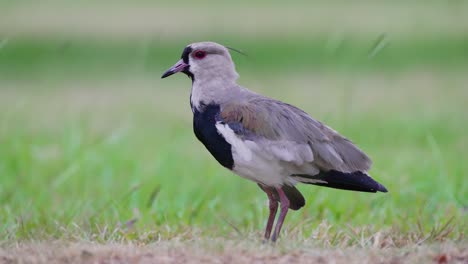 Southern-lapwing--pruning-their-wings-in-the-wind