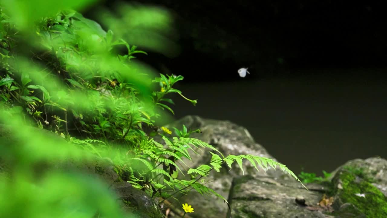 mariposas e insectos flotan en el aire jugando entre helechos tropicales cerca del agua