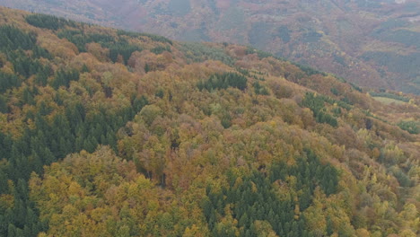 Vista-Aérea-Panorámica:-Vuelo-Sobre-Una-Espesa-Extensión-De-Pinos-De-Colores-Otoñales