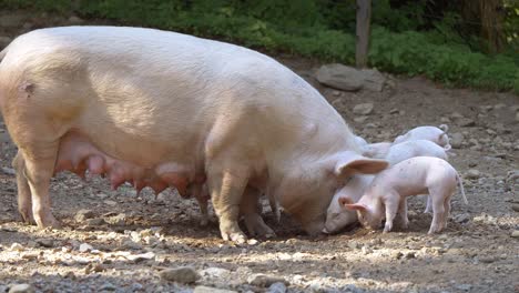 pink pig family enjoying family time together outdoors in wilderness with babies - close up slow motion