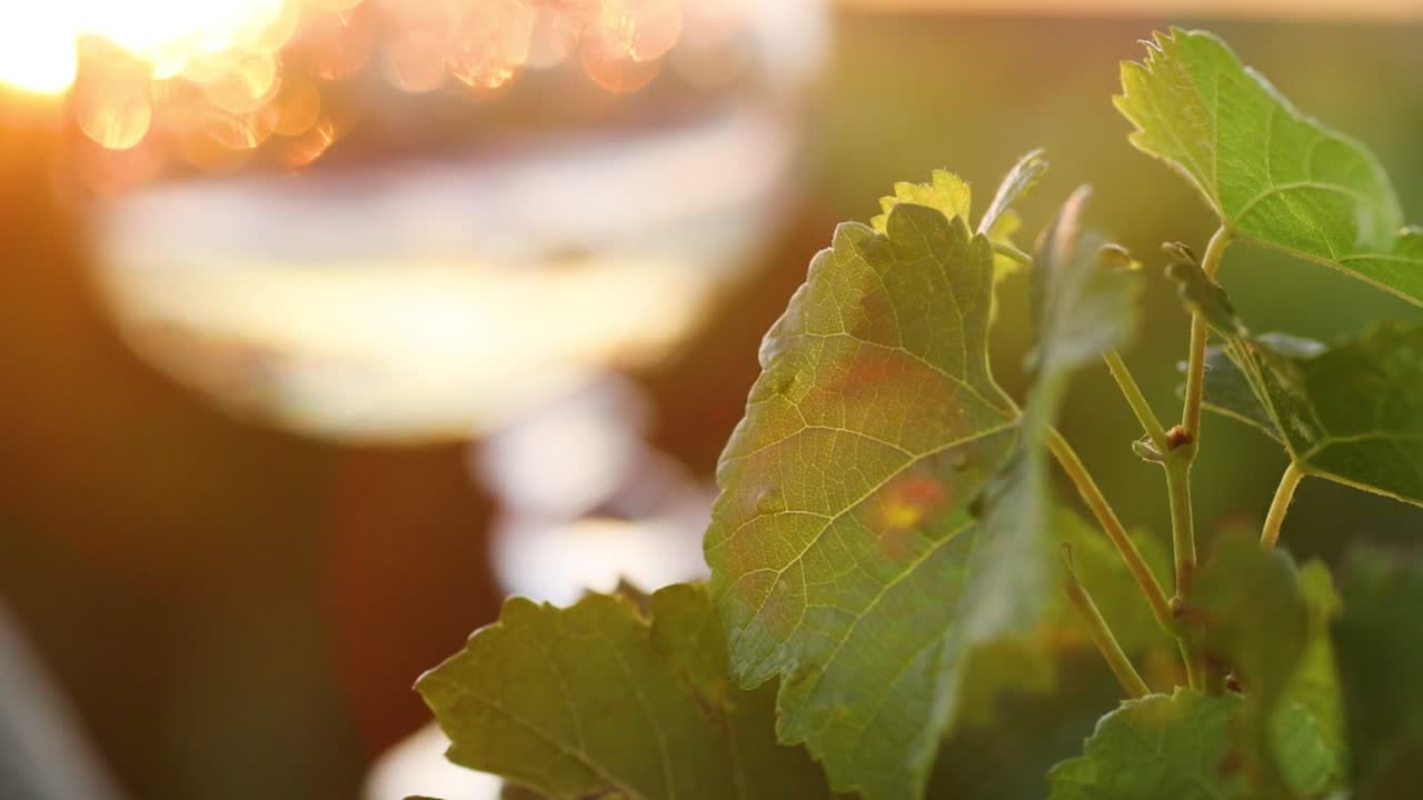 Close-up of sunlit grape leaves with a wine glass reflecting warm evening light.