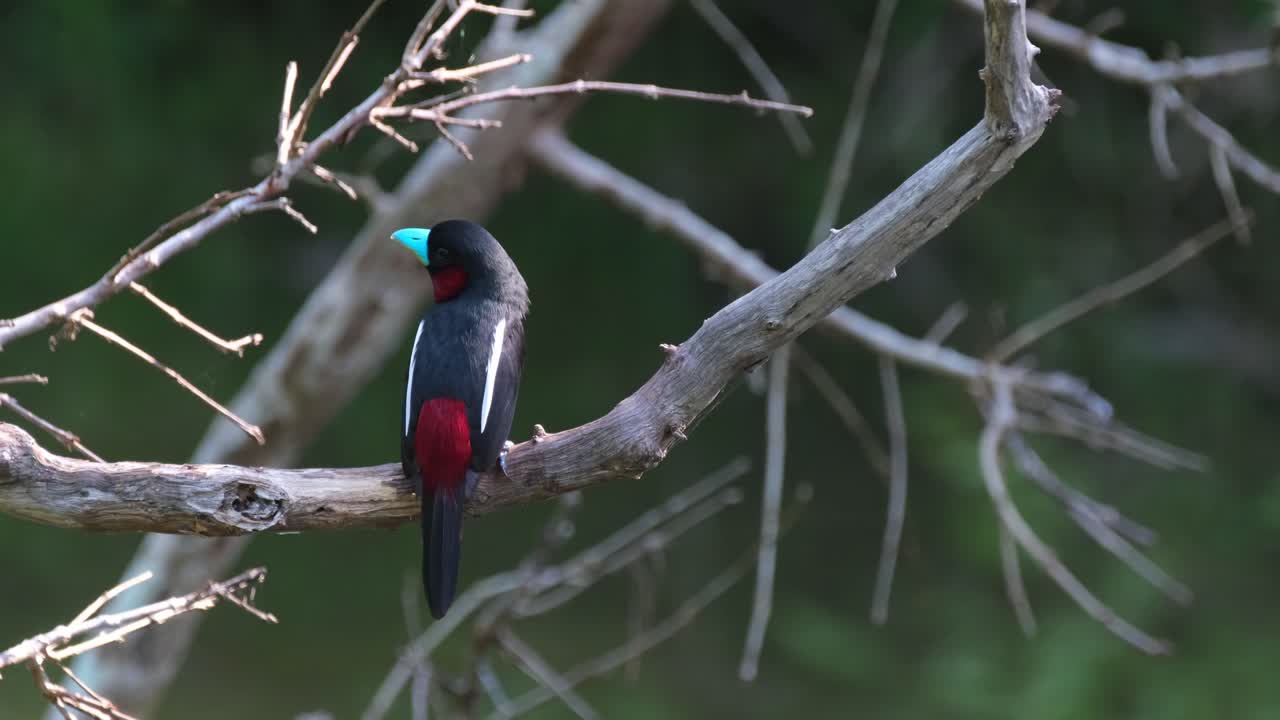 visto desde atrás mirando alrededor y luego vuela hacia su nido mientras la cámara se desliza hacia la derecha, pico ancho negro y rojo, cymbirhynchus macrorhynchos, parque nacional kaeng krachan, tailandia