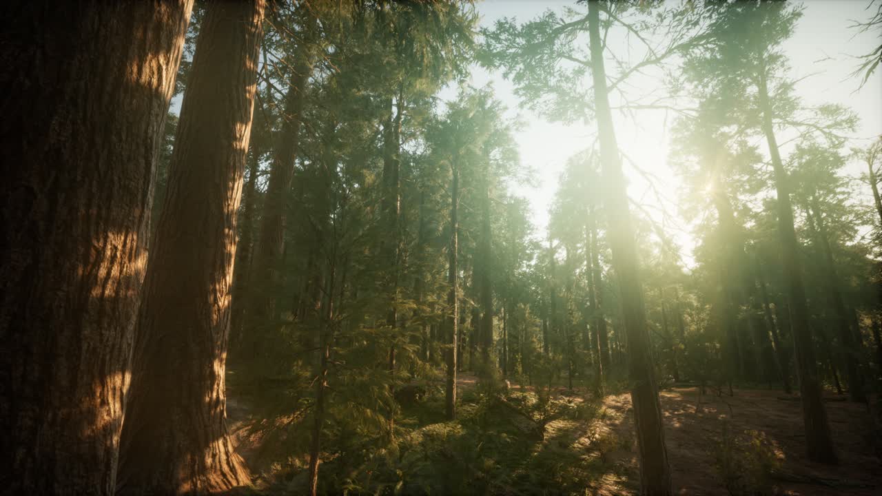 paisaje de puesta de sol brumosa del bosque de secuoya