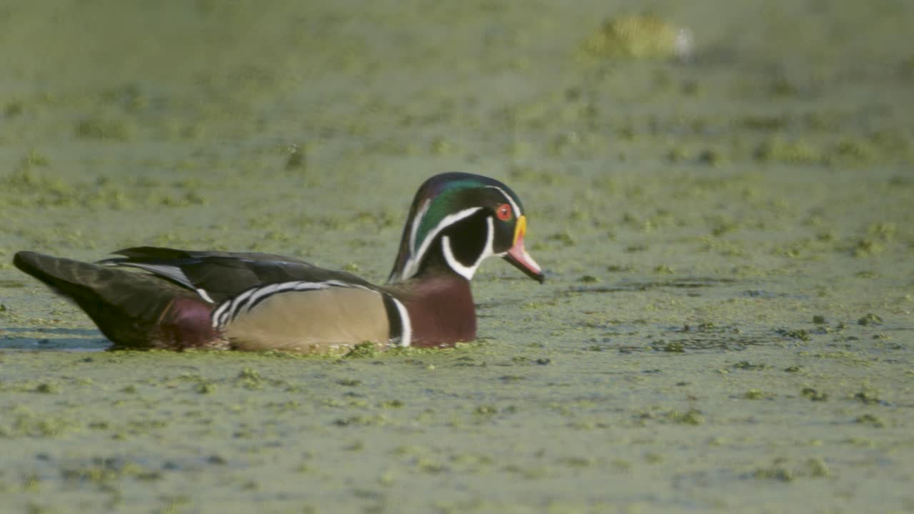 Anatra sposa maschio che nuota in acqua con alghe verdi.
