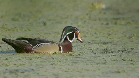 male wood duck swimming past in green algae water