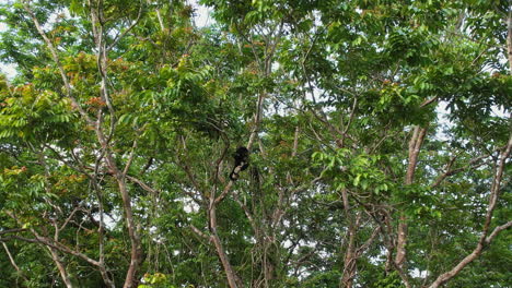 Dynamische-Ateles-Geoffroyi-In-Den-Tiefen-Der-Vegetation-Costa-Ricas.